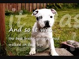 Staffordshire Bull Terriers against Breed Discrimination