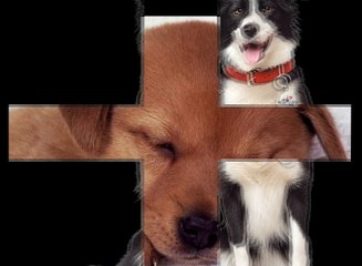 en iyi köpek maması markaları