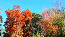 MUST SEE: MOST BEAUTIFUL FALL COLORS MINNESOTA WATCH IN HD !
