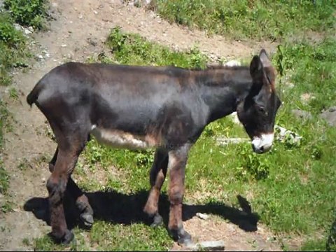 Zapping Nature sauvage / Environnement mai 2015 - Télé web - Vidéo