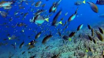 Scuba diving in Baja California: Sharks, barracudas, sea lions and more!!