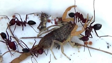 Red Ants vs Scorpion Fight to the Death | Bug Fights | Insect Fights | Insect Wars