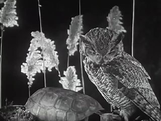 Aesop's The Tortoise and the Hare: "The Hare and the Tortoise" 1947 Encyclopaedia Britannica Films