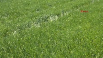 Konya Ovasında Rekor Rekolte Beklentisi