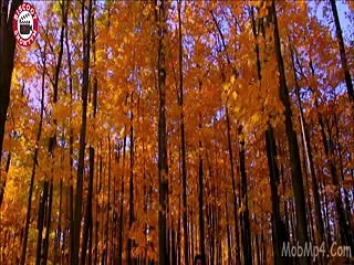 Sajna Ve (rahat Fateh Ali Khan - Sufi Song) -life Is Beautiful [mobmp4.com]