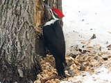 Woodpecker pecking