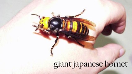 Top 10 Most Dangerous Insects 2015 [HD]