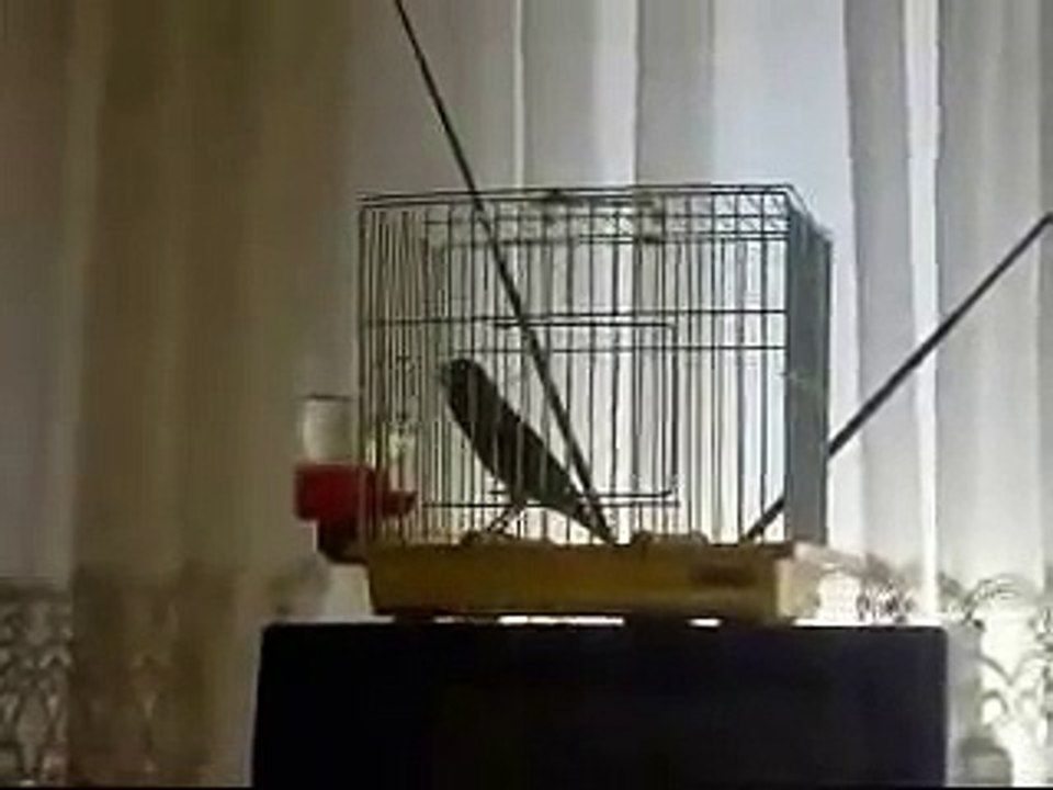 timbrado