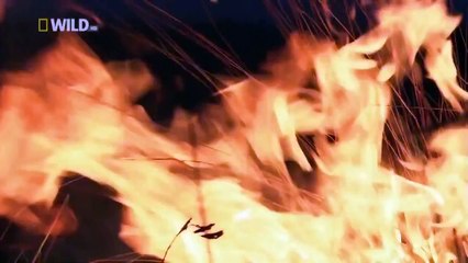 Animal Planet 2015 - Discovery Channel - Wildlife Animals - Hyena Documentary [720 HD]
