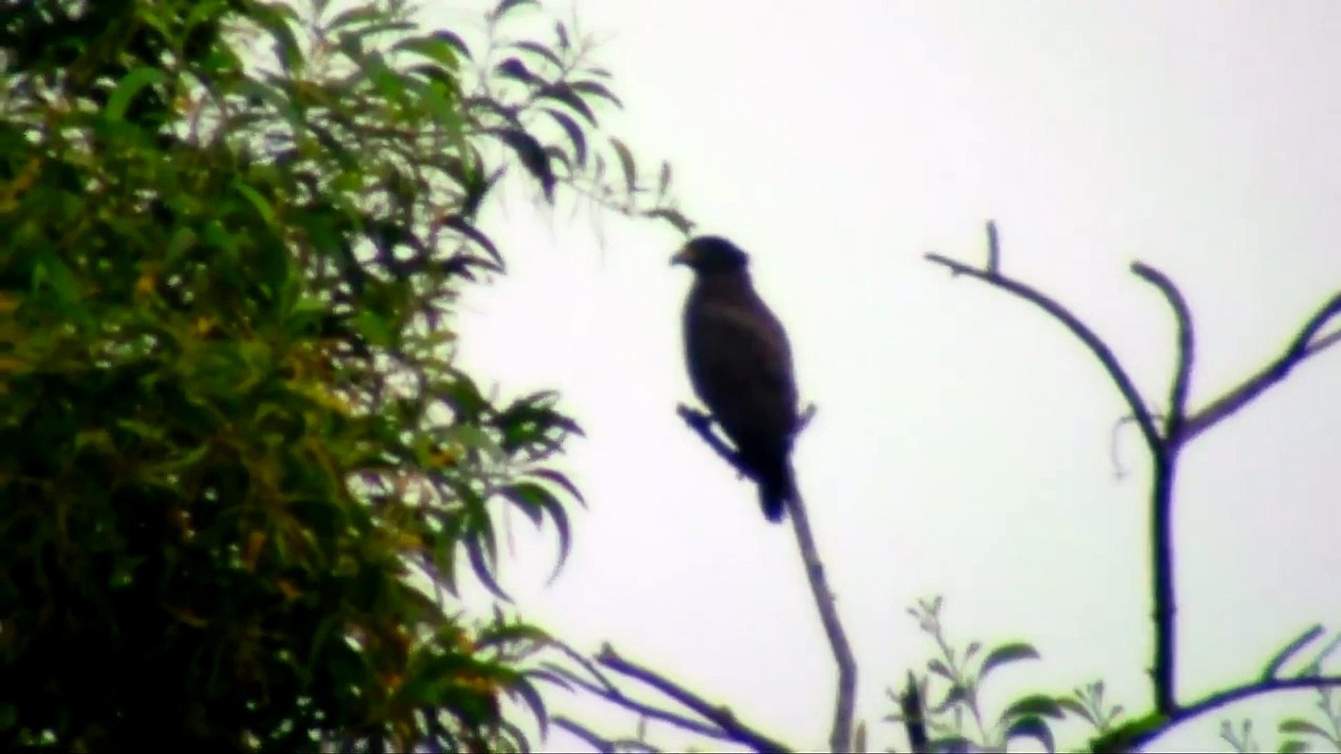 Eagles Keeps A Sharp Eye-Crested Serpent Eagle,Fish Eagle,Brahminy Kite