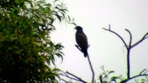 Eagles Keeps A Sharp Eye-Crested Serpent Eagle,Fish Eagle,Brahminy Kite