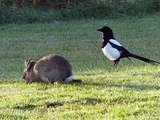 STOAT AND RABBIT, PONTEFRACT PARK.