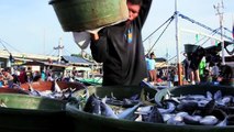 Saving Our Tuna - UNDP-Discovery Channel Documentary