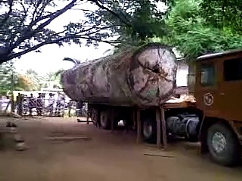 KWILA WOOD ROUND LOG UNLOADING