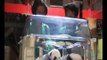 Los mimos de la Reina a los Osos Panda | Zoo Madrid