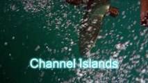 Free Diving The Channel Islands