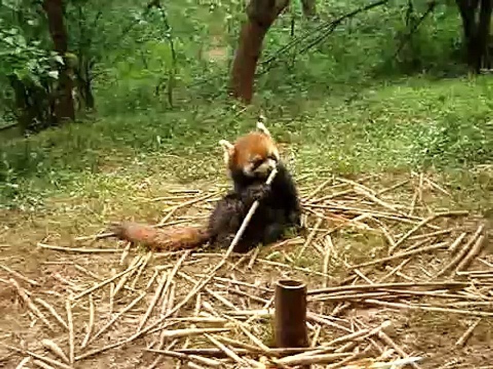 浣熊
