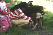 Otavalo, Ecuador:  Goats Milk as a Remedy