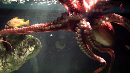 Lisbon Oceanarium