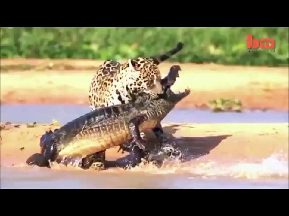 Video Kelakuan Kelakuan Aneh Dan Lucu Para Hewan