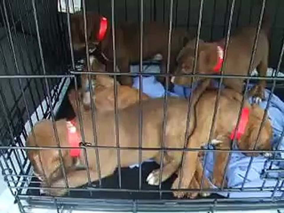 Pit Bull Puppies