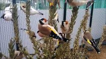 Zucht Stieglitz Major und Dompfaff 2013,Jilguero,birds,carduelis,goldfinch.