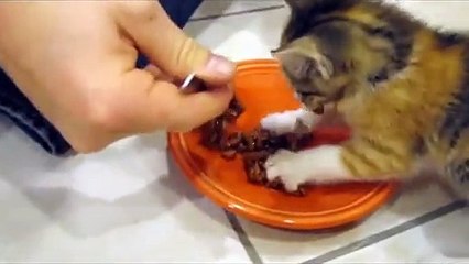 Un chaton protège son repas...