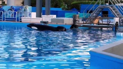 Tilikum and Trua - Dine With Shamu (9/8/13)