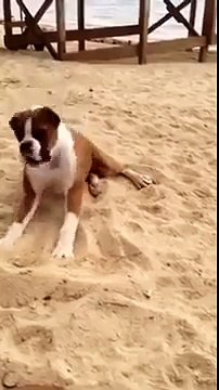 Dog Eats Lemon at The Beach