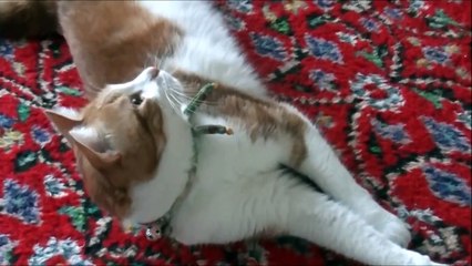 病気の犬が心配な猫の愛情物語　奇跡が起きた！猫の恩返し Cat and Dog Friendship. A heart Touching Story.