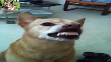 Ultimate Dog Smiling