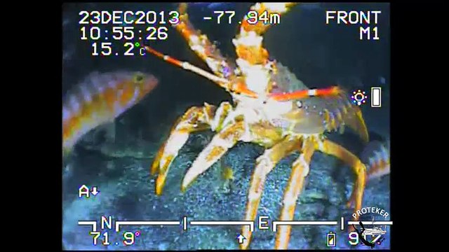 Amsterdam-Exploration ROV sous le Marion Dufresne_