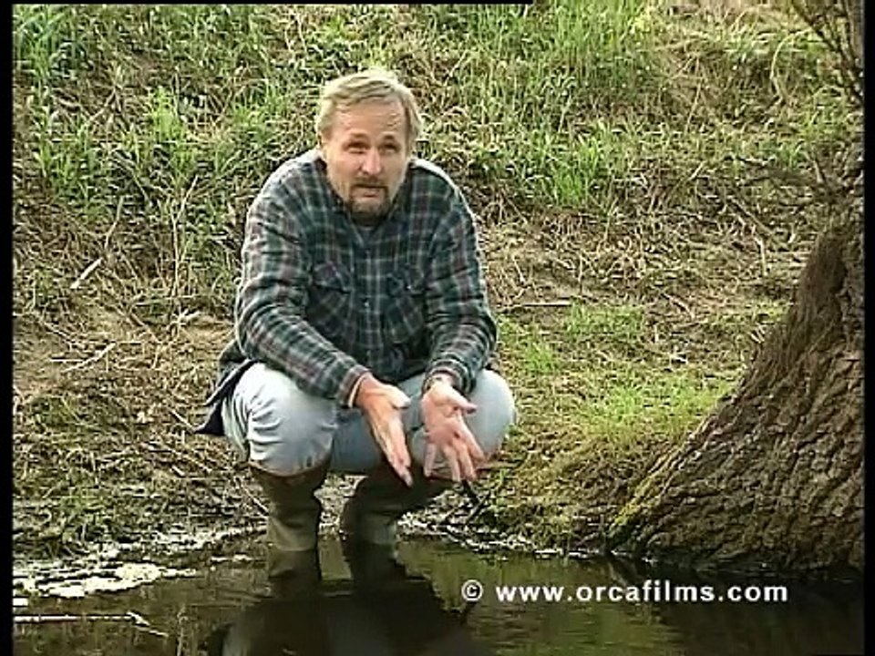 Trailer und Ausschnitt 1 aus dem Film über Urzeitkrebse -deutsch- Triops, Artemia, sea monkeys