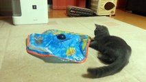 Cat playing, British shorthair (Anthony-6 months old). Британский кот. ブリティッシュショートヘアの猫