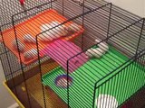 A lot of hamsters ( must see !!! )