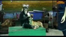 Animals Feeding Other Animals Supercut