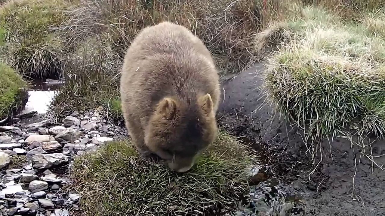 The dancing Wombat