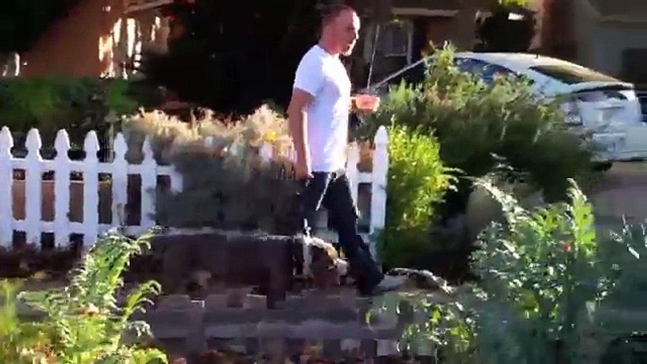 Learn to Train TGD Way: Pitbull Mix Leash Pulling Resolved In One Dog Training Session