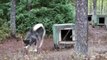 Nordiclight Alaskan Malamutes, fall training