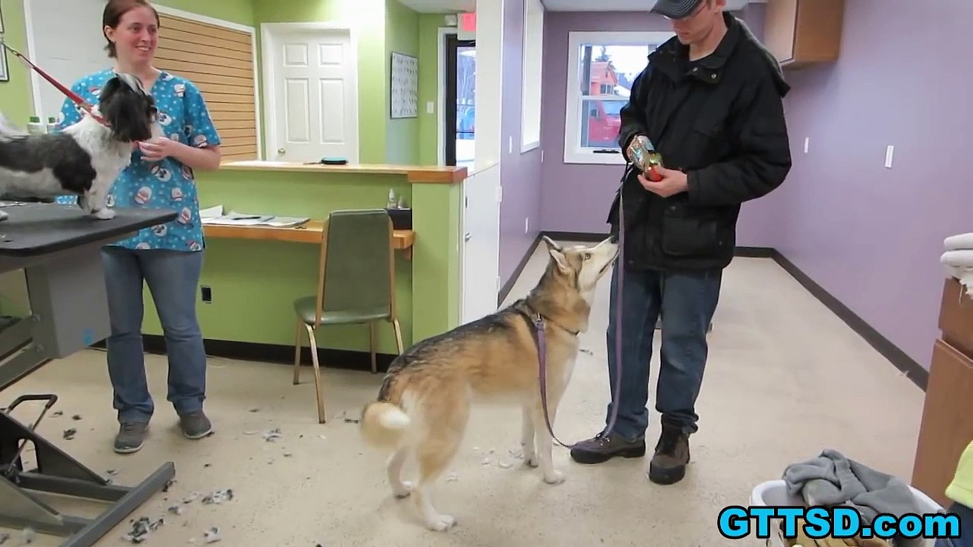 ⁣Siberian Husky Memphis Bath Grooming Time!