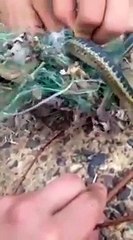 Il sauve un serpent et le serpent le remercie... en vomissant une grenouille!