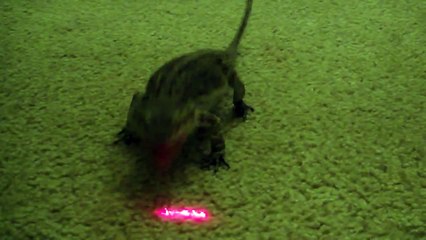 bearded dragon  Crazy ANIMAL CHASES A LASER