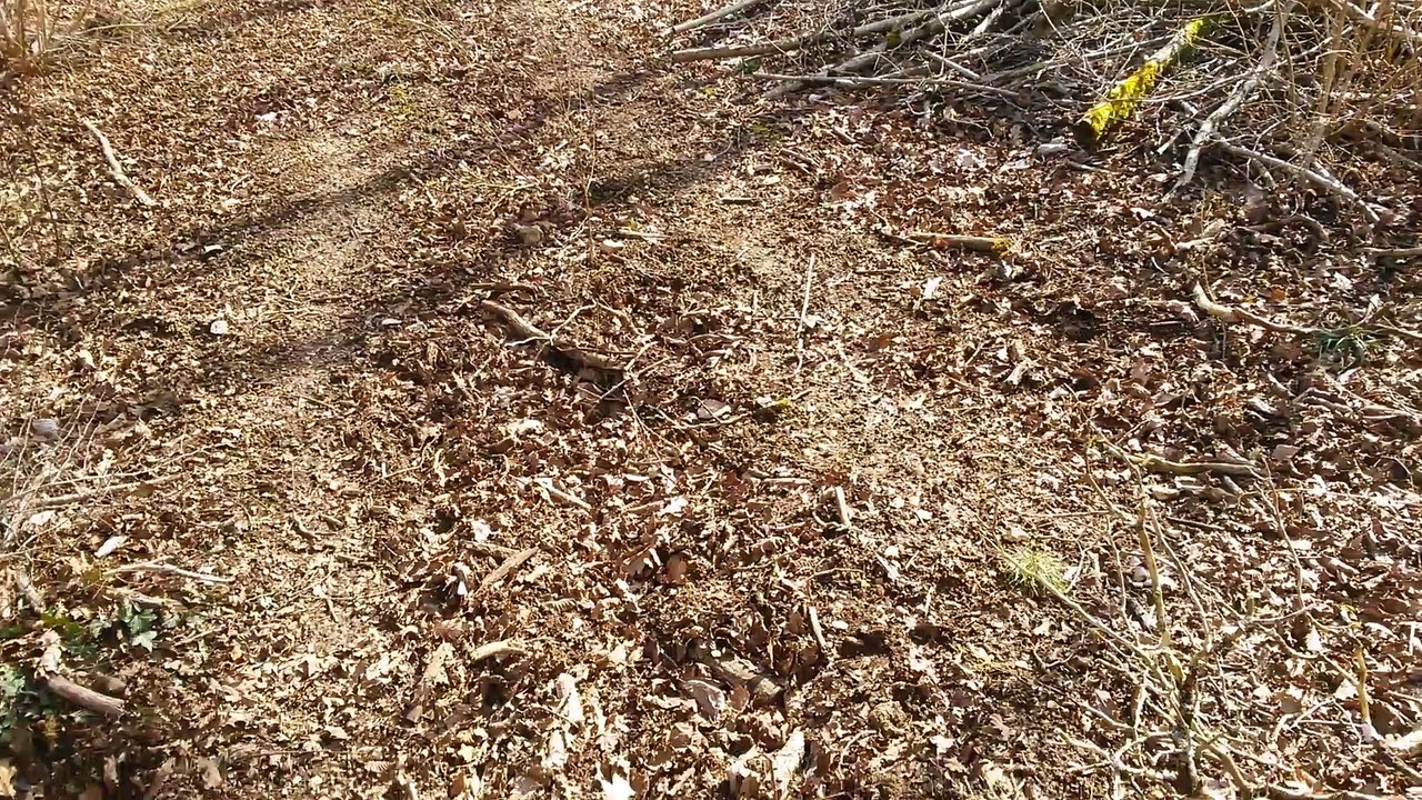 entrainement jeunes bassets fauves de Bretagne