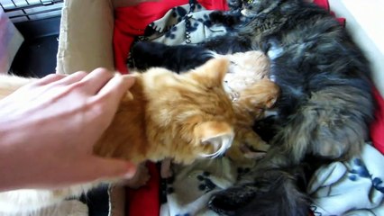 Baby kittens and their big brother Marmalade