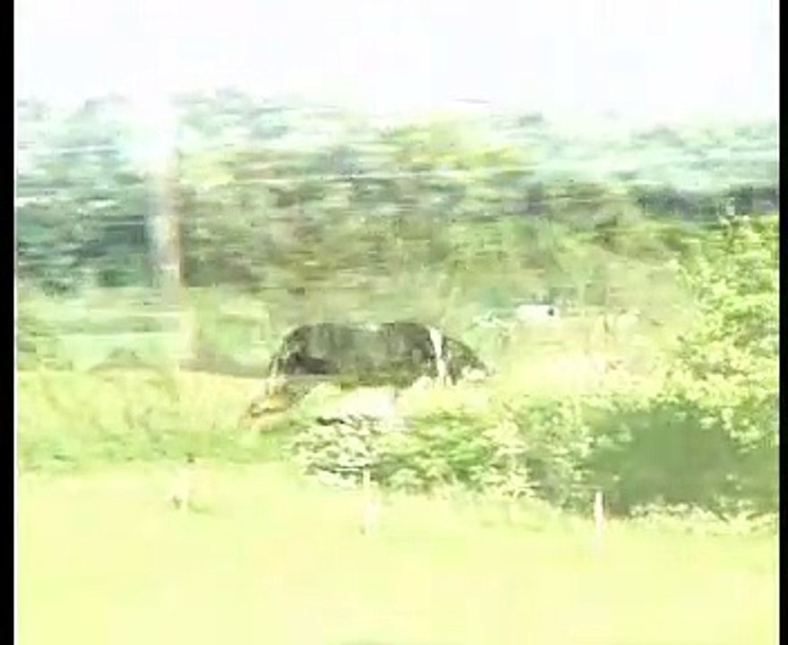 Border Collie Rescue - The Beauty Of The Land.