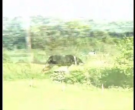 Border Collie Rescue - The Beauty Of The Land.