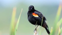 Great Meadows National Wildlife Refuge, Marsh Wren & Red-winged Blackbirds