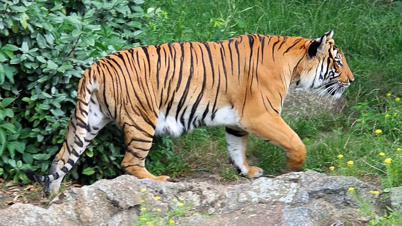 Tiger Sounds and Tiger Pictures