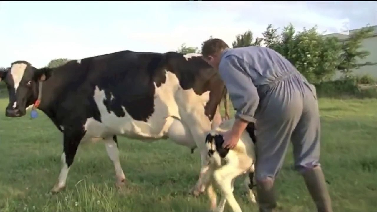 France 3 - Lait : séparation d'une vache et de son veau