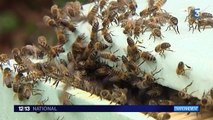 Que faire quand on découvre un essaim d'abeilles ?